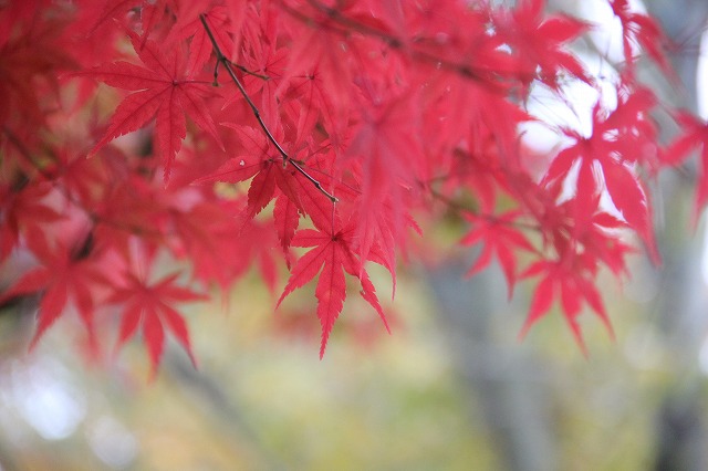 公園で紅葉狩り♪_a0123003_22143942.jpg