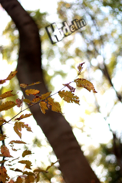 昨日の続き☆『単焦点レンズ1本勝負』で紅葉狩り♪No.2_c0011204_22162554.jpg