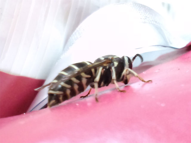初めて見る蜂です 昆虫ブログ むし探検広場