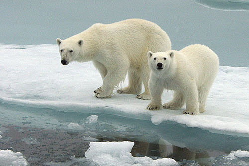 ノルウェー・スピッツベルゲン島へのホッキョクグマツアー研究_a0151913_20421689.jpg