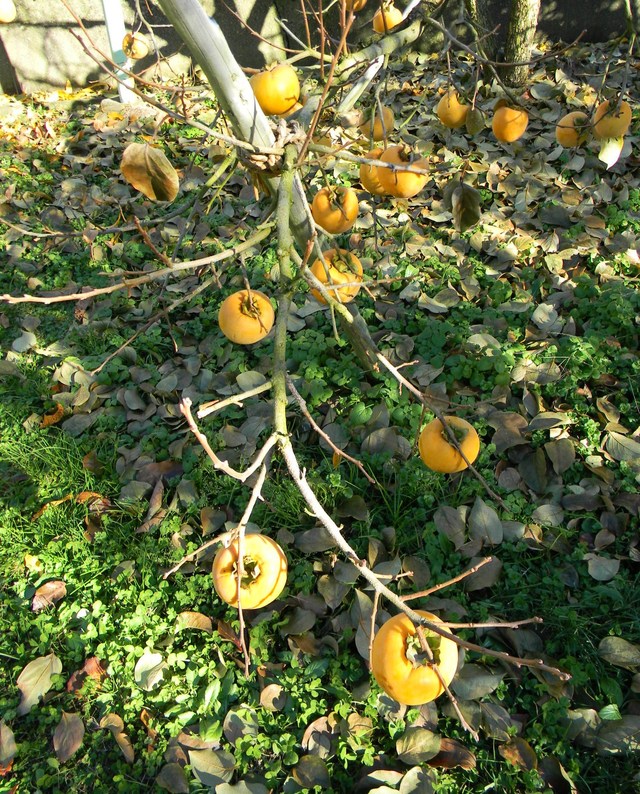リンゴ農園_c0213220_22422231.jpg