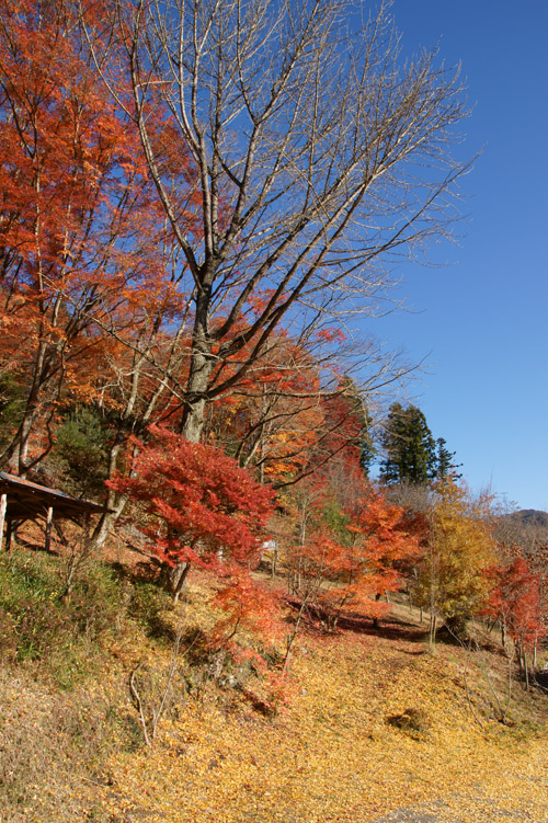 稲武の紅葉終了です。・・・・11/19_b0030123_22515025.jpg