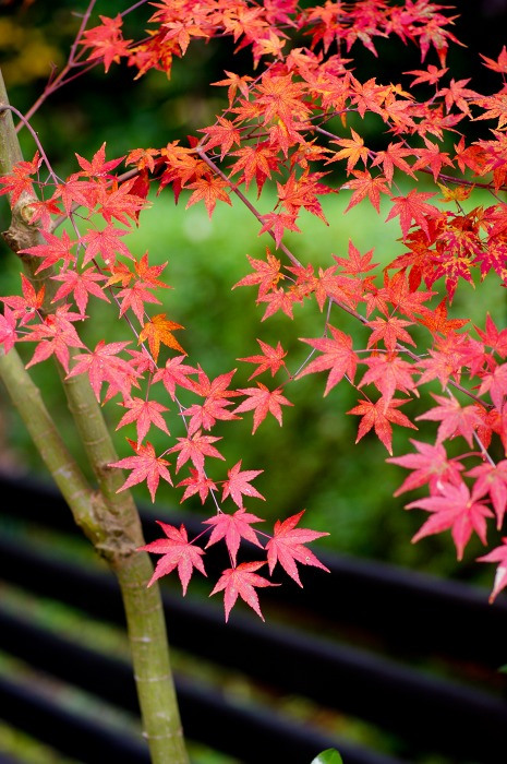 大国寺の紅葉②_c0106831_6355744.jpg