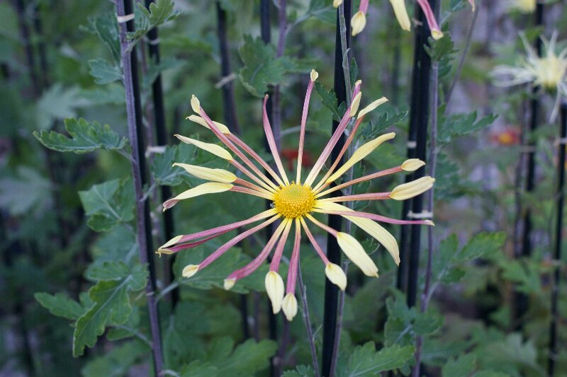 とても見事！ ☆ 大輪の菊の花_a0122932_22264035.jpg