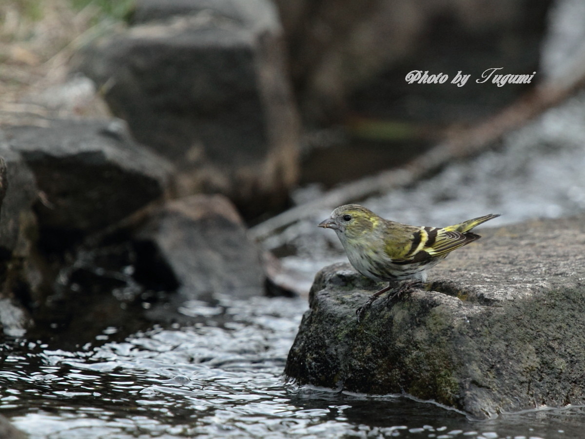 水飲み場の　マヒワ_f0037633_8562293.jpg