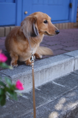 犬は楽園への架け橋_f0214858_23513222.jpg