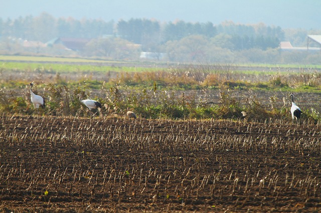 f0000866_52341.jpg