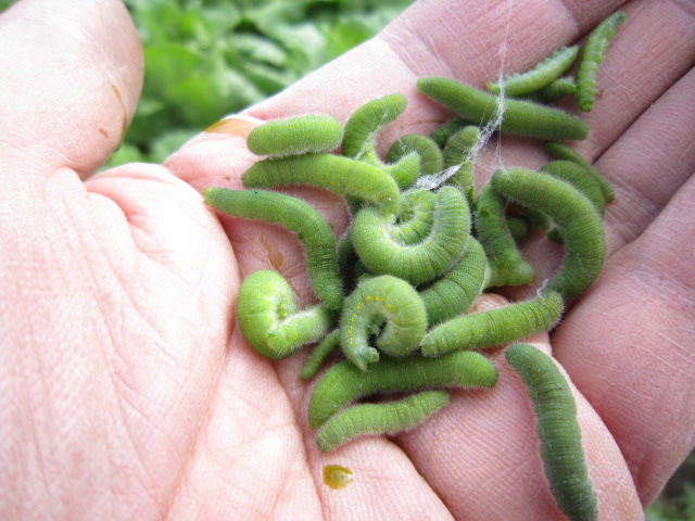 畑仕事いろいろ 橅工房だより Buna工房だより