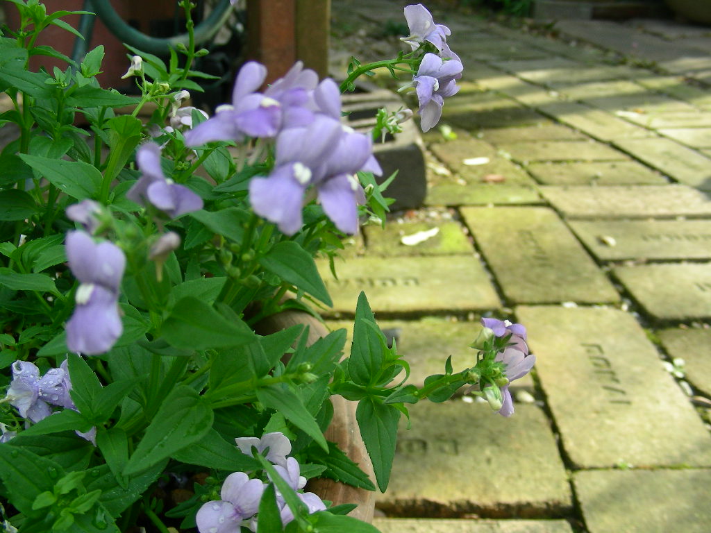 b0096584_18192921.jpg