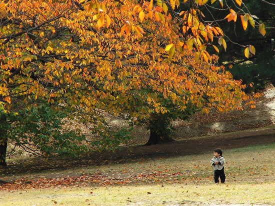 桜の紅葉と蝶たちと、富士山_f0030085_2013224.jpg