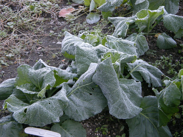 c0108198_1723319.jpg