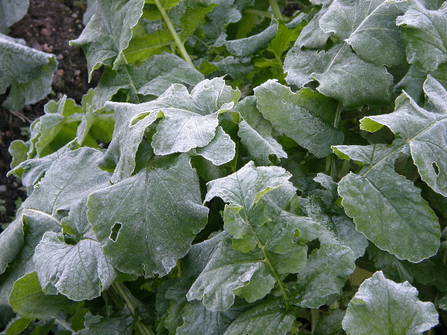 c0108198_173729.jpg
