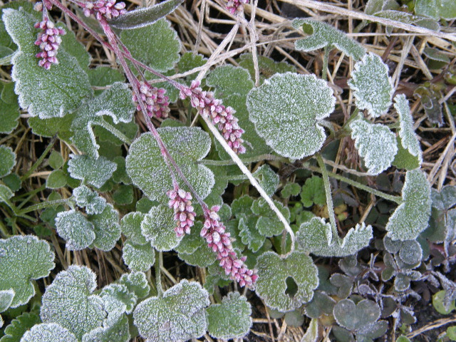 c0108198_1741529.jpg