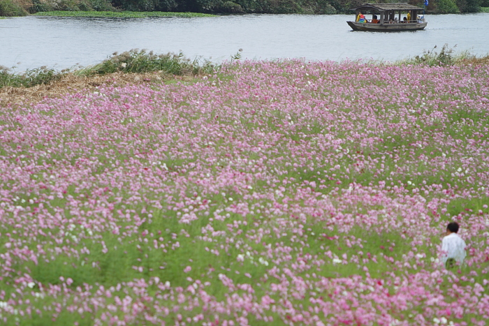 秋桜と屋形舟_e0135098_1424918.jpg