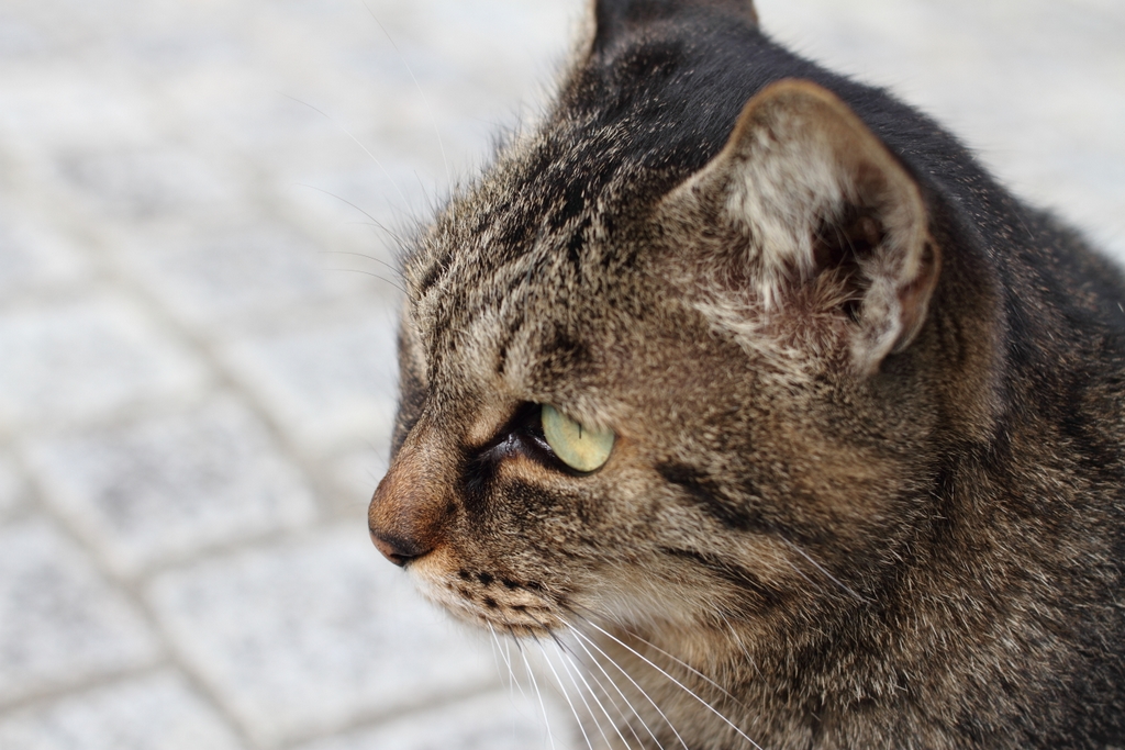 とある公園の猫_b0138101_1858354.jpg