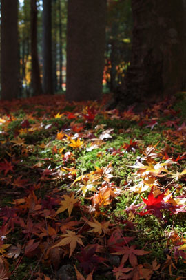 丹波紅葉巡り ~高山寺~_d0090101_20345988.jpg