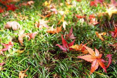 丹波紅葉巡り ~高山寺~_d0090101_20415716.jpg