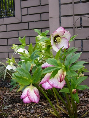 a0123003_2315490.jpg