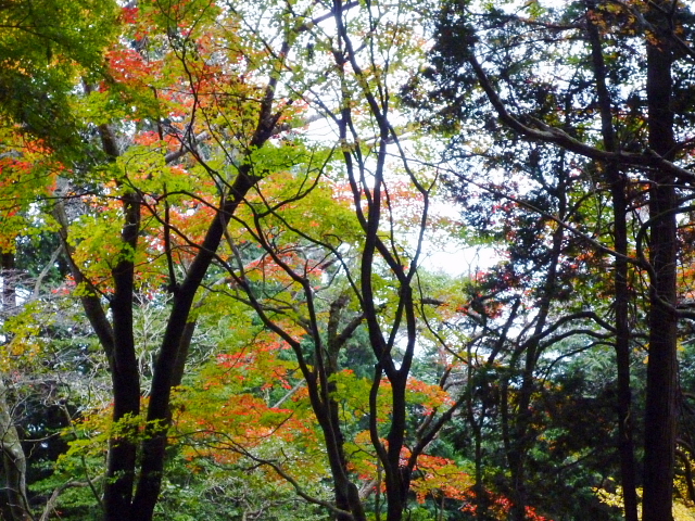 京都　嵯峨清滝　紅葉の美しい愛宕山に登りました　ＮＯ２_d0170615_184723.jpg