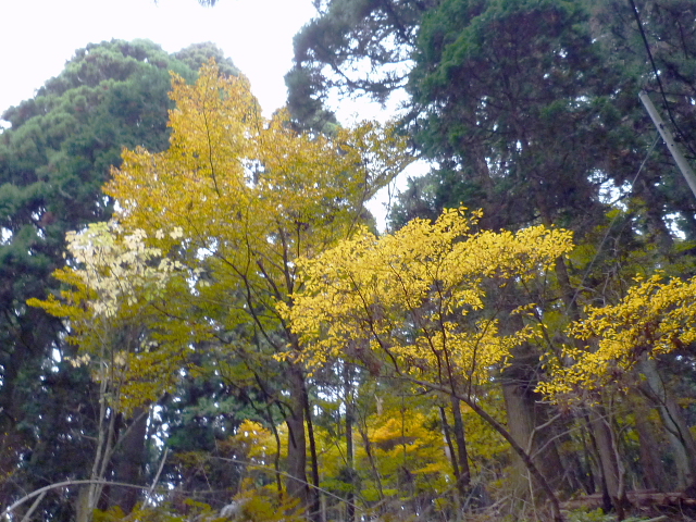 京都　嵯峨清滝　紅葉の美しい愛宕山に登りました　ＮＯ２_d0170615_18472815.jpg