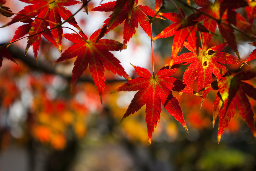 AUTUMN RED_c0195620_17381873.jpg