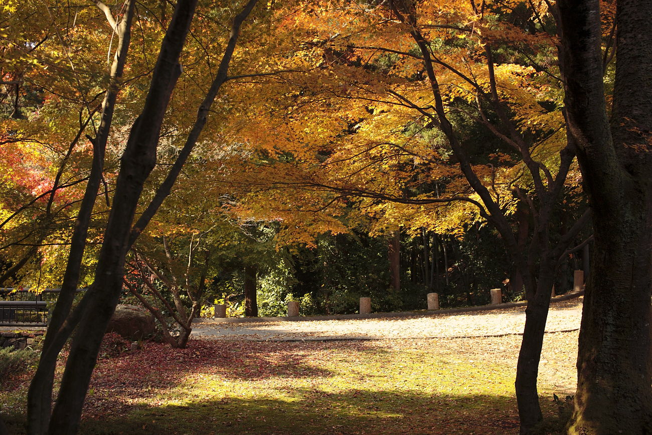 近くで紅葉狩り！_b0174626_17545318.jpg