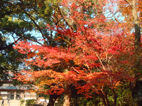 太宰府周辺の紅葉散策_a0129233_1812328.jpg