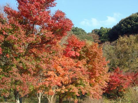 太宰府周辺の紅葉散策_a0129233_18135268.jpg
