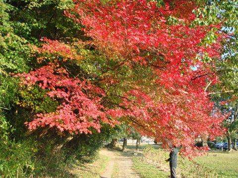 太宰府周辺の紅葉散策_a0129233_18184291.jpg