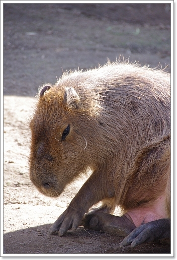 旭山動物園　ホッキョクグマ＆キングペンギン＆カピパラ_f0218836_1762381.jpg