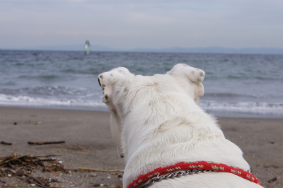 海は広いな大きいな～♪_a0150244_95646.jpg