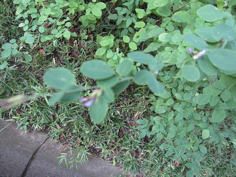 川村記念美術館に草間弥生が!!_b0019674_20453971.jpg