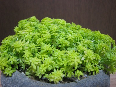 新作！！セダム鉢植えアレンジ : koya cafe日記帳