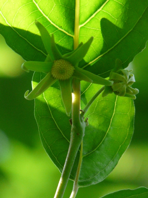 都立薬用植物園_e0145782_16424761.jpg