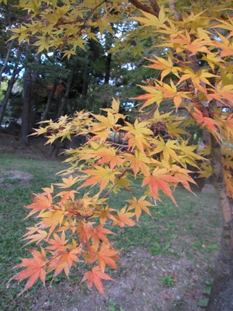 服部都市緑化植物園 サンゴカクカエデ 都忘れと忘れな草