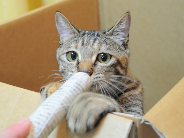お尻に火がついた!_a0126590_42769.jpg