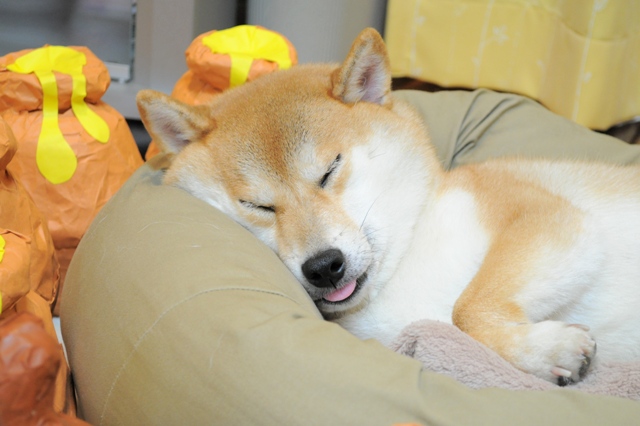 お尻に火がついた!_a0126590_429927.jpg