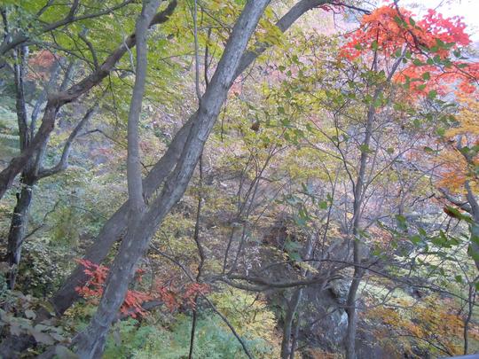 松橋優来の周易遁甲日記　2010.11.11（木）　妙義山登山③_d0170294_15334424.jpg