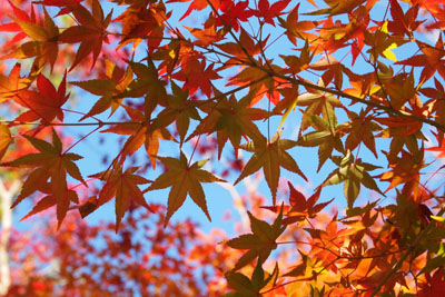 播磨の紅葉巡り~慈眼寺~_d0090101_16521740.jpg