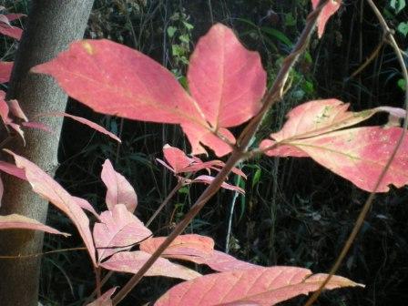 e0148806_17201035.jpg