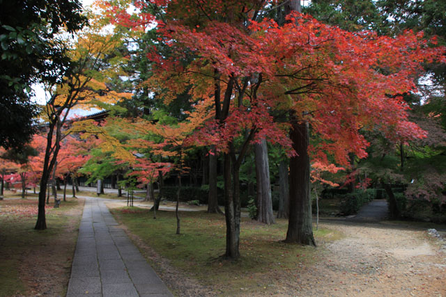 真如堂 紅葉の盛り_e0048413_071927.jpg