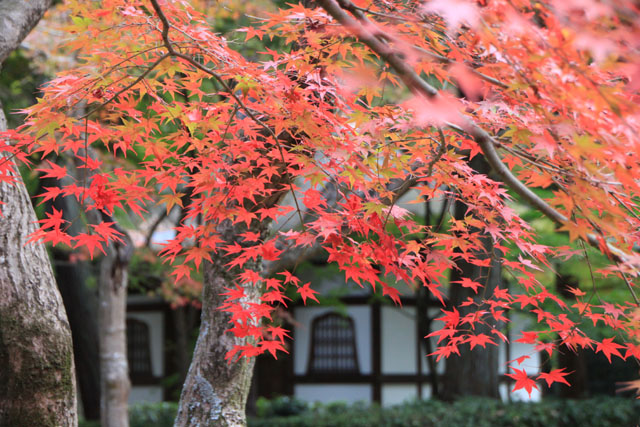 真如堂 紅葉の盛り_e0048413_075486.jpg