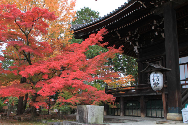 真如堂 紅葉の盛り_e0048413_08235.jpg
