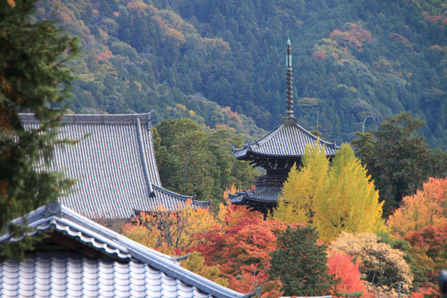 真如堂 紅葉の盛り_e0048413_084879.jpg