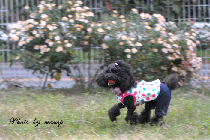 ひめちゃん♪　ようこそ麻呂犬ガーデンの Dog runへ。。。♪♪_e0160417_9454471.jpg