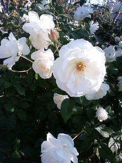 e0128024_23163884.jpg