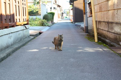 フォト・レポート　歴史まちづくりの現状と課題：彦根市芹橋地区　_d0087325_20172015.jpg