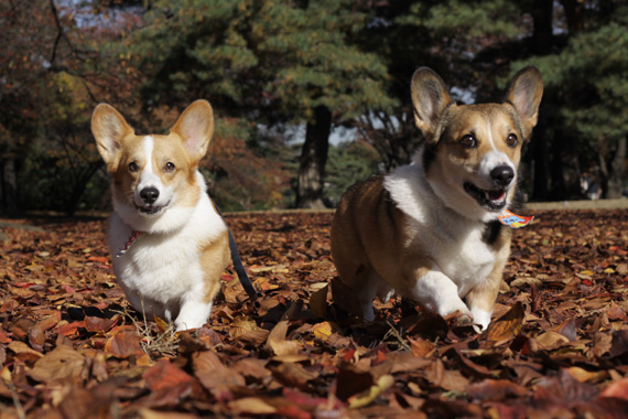 紅葉すると公園のハシゴよ～＾＾　いそがしいったら♪_e0071225_23113215.jpg