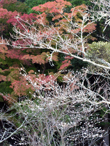 伊勢神宮 紅葉 散策 Ⅱ_f0129726_18182660.jpg