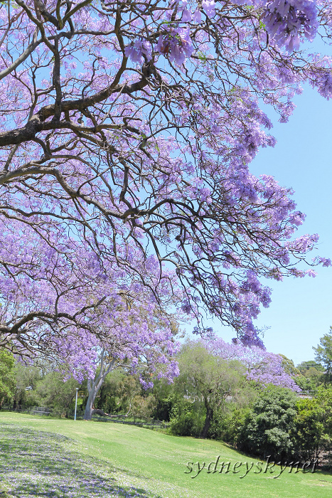 Jacaranda in Blue Part4_f0084337_13375486.jpg